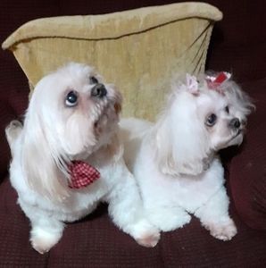 Meet your Posher, Sherry